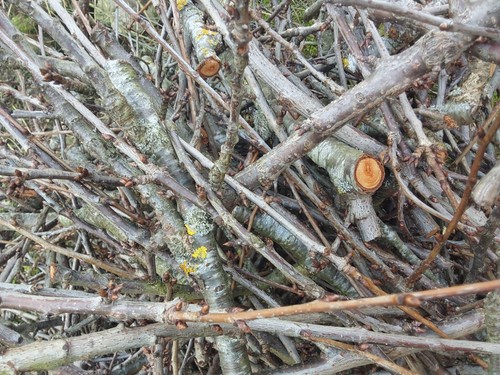 Zweige kirschbaum äste - zweige,,