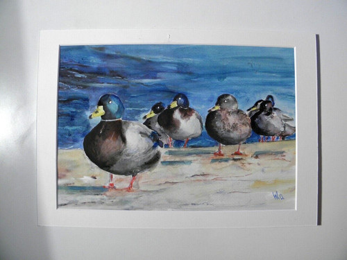 Enten federvieh tolles - enten, *