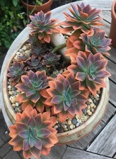 80003229  Echeveria Agavoides