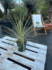 Cordyline australis Lime