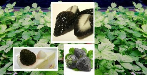 Schwarze erdbeere blühende - schwarze,