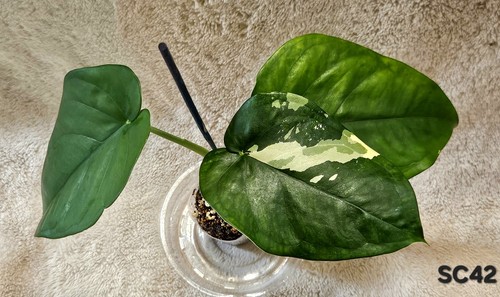 Syngonium chiapense albo - chiapense,