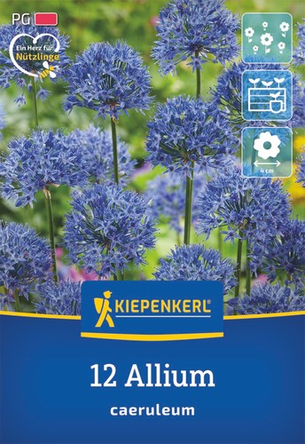 Kiepenkerl zierlauch allium - kiepenkerl,