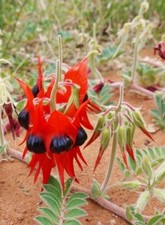 SAMEN Wüstenerbse Swainsona