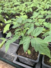 6er set tomatenpflanzen aus - set,