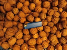 5 kg Walnüsse Ernte 2025 aus