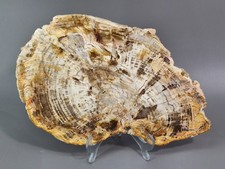 Versteinerte Baumscheibe