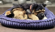 Perfect Petzzz Plüschhund Welpe Schäferhund Kuscheltier