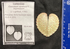 CARDIIDAE Corculum cardissa f