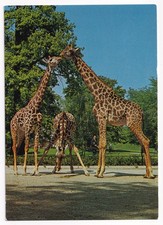 AK Hannover, Zoologischer Garten, Giraffen, aus 1983, beschriftet
