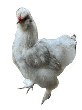 Seidenhuhn -keine Bruteier- 