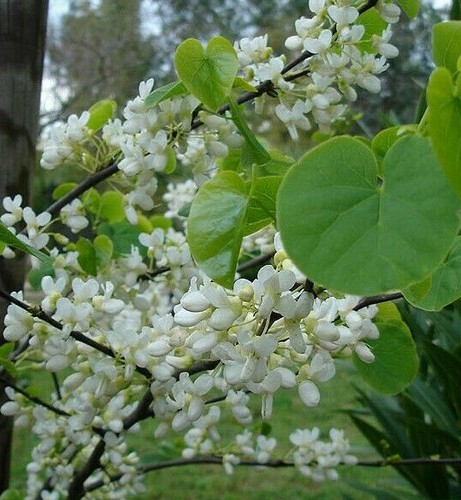 Chinesischer judasbaum cercis - chinesischer,