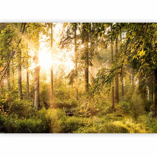 Natur landschaft wald - landschaft,