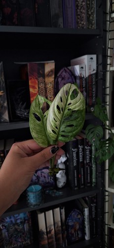 Monstera adansonii albo - 2×,