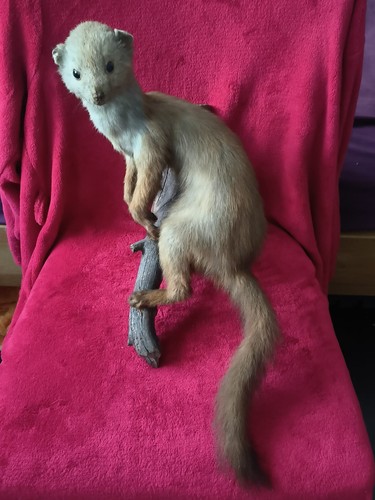 Stone marten taxidermy - marten,