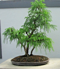 Samen von der SICHELTANNE -