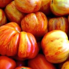 OLD GERMAN TOMATE 10 Samen