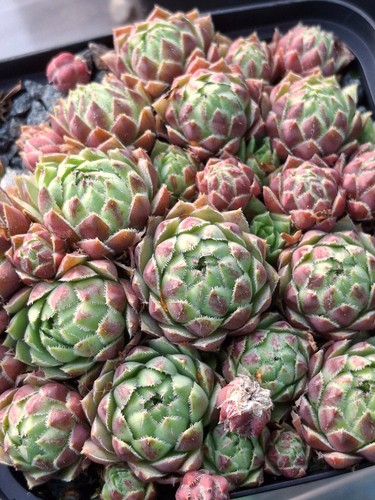 Sempervivum four seasons - sempervivum, "four