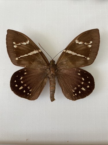 Entomologie castnia preissi - entomologie*castnia,