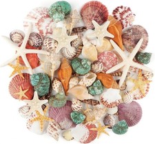 Jangostor Meeresmuscheln