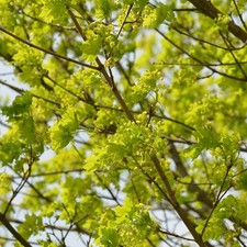 Hochstamm Goldahorn Princeton