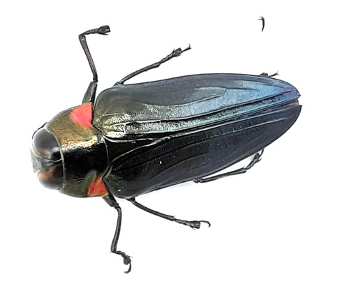 Buprestidae belionota sp - buprestidae,,