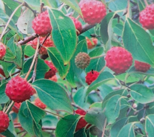 Cornus kousa chinensis - kousa, 'chinensis'