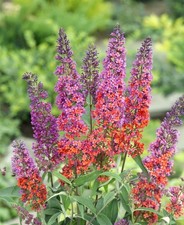 Buddleja davidii 'Flower Power', Schmetterlingsflieder, bunt, 40–60 cm
