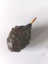 Nymphaea lotus - Knolle -