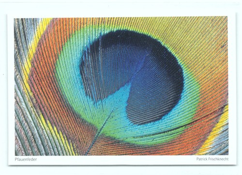 Postkarte pfauenfeder - 1,