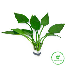 Cryptocoryne pontederiifolia Herzblatt-Wasserkelch Bund Aquarium Pflanze