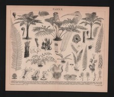 Lithografie 1883, Farne. Pflanzen Blattstiele Stamm Sporen