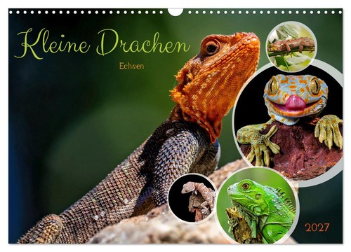 Kleine drachen echsen - drachen,