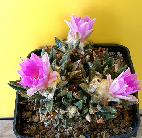 Köpfiger ariocarpus spec - ariocarpus,