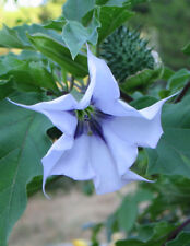 🔥 Datura  flieder / violett