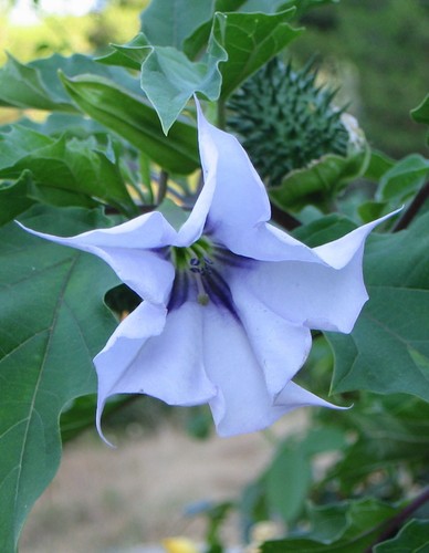 Datura flieder violett - datura,