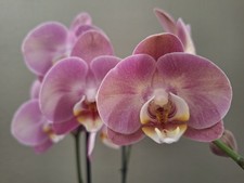 Phalaenopsis HONEY PEACH, 2