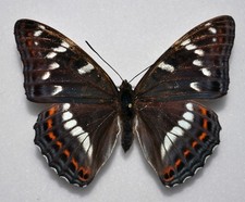 Limenitis populi populi - M- Rumänien (Nymphalidae)