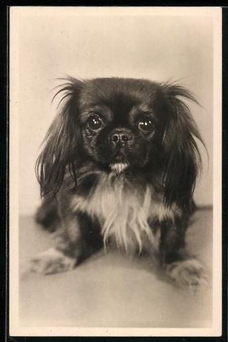 Süßer junger pekinese - süßer,
