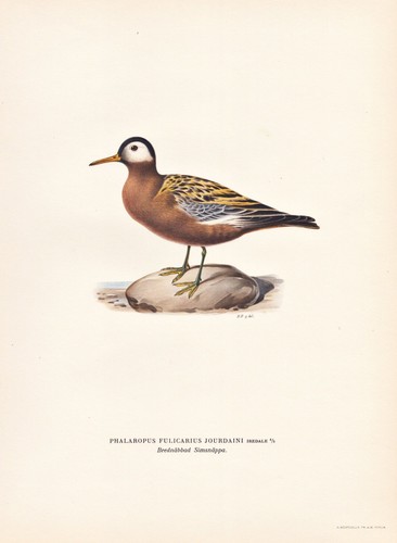 Thorshühnchen red phalarope