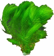 1 Bund Ceratophyllum Demersum, Hornkraut, Wasserpflanzen