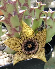Orbea pulchella