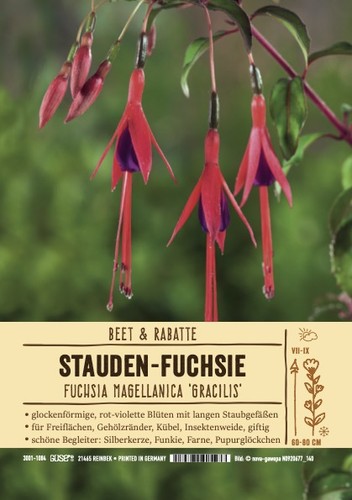 Fuchsia magellanica gracilis