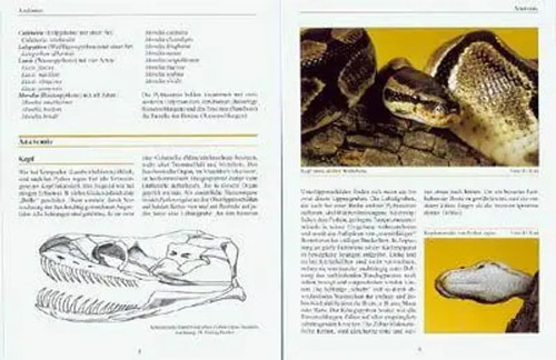 Python regius der - python,