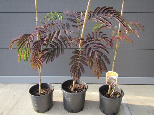 Albizia julibrissin summer - julibrissin, 'summer