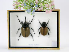 Eupatorus gracilicornes - 2