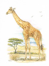Giraffe Paarhufer -