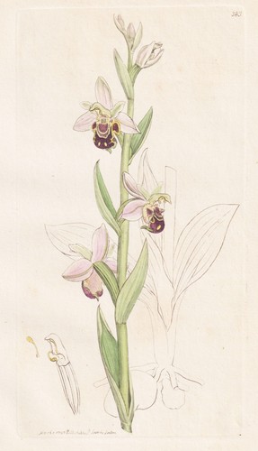 Ophrys apifera ragwurz - ophrys,