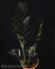 Zamioculcas zamiifolia ‘Raven’ (ZZ Plant, Glücksfeder) | Schwarze Zimmerpflanze