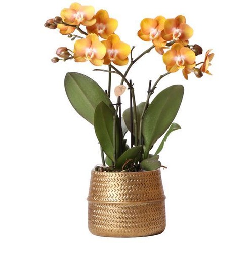 Phalaenopsis orchidee las - orchidee,